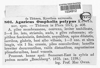 Omphalia polypus image